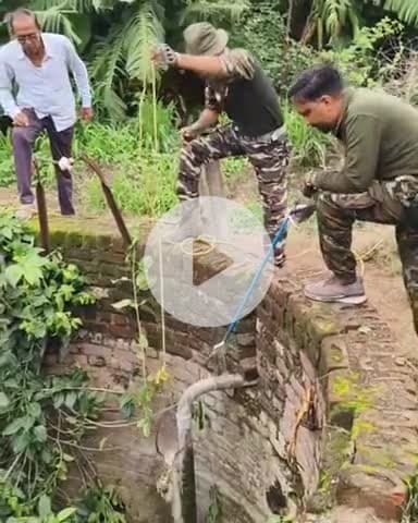 खरगौन: ईको वेलफेयर टीम ने 5 फीट के रसल वाइपर का किया रेस्क्यू, कुएं से निकालकर जंगल में छोड़ा