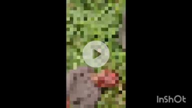 सासाराम: सासाराम के रेलवे स्टेशन की थर्ड लाइन में ट्रेन की चपेट में आने से एक व्यक्ति हुआ जख्मी