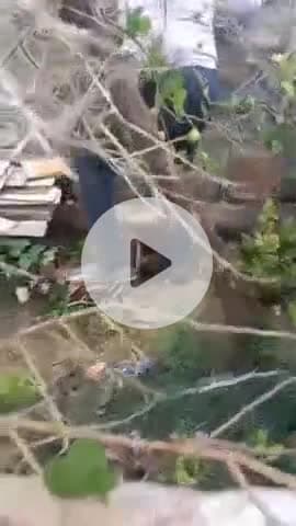 मारवाड़ जंक्शन: राजकीय सीनियर उच्च माध्यमिक विद्यालय परिसर व निकट के रहवासी मकान में आया कोबरा, सर्प विशेषज्ञ ने किया रेस्क्यू