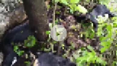 मऊरानीपुर: लारौनी पहाड़ी पर आकाशीय बिजली गिरने से 7 बकरियों की मौत, 1 बकरी घायल, सूचना देने के बावजूद मौके पर नहीं पहुंचे अधिकारी