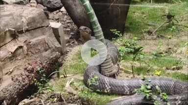 कनाड़िया: चिड़ियाघर में शान से रह रहा किंग कोबरा, प्रबंधन ने किए खास इंतजाम