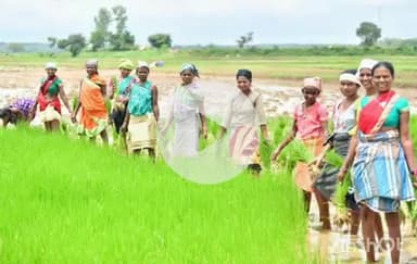 जगदलपुर: बस्तर जिले में खाद बीज प्राप्त किसानों ने अब तक 7800 क्विंटल बीज और 12700 मेट्रिक टन खाद का किया उठाव