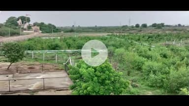 માળીયા: માળિયા તાલુકાની નાના દહીંસરા ગ્રામ પંચાયત દ્વારા 7 વિઘા જમીનમાં 10 હજારથી વધુ વૃક્ષોનું કૃત્રિમ જંગલ તૈયાર કરાયુ