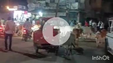 श्योपुर: श्योपुर में नगर पालिका अमले ने आवारा मवेशियों को पकड़ने के लिए चलाया अभियान, CMO रहे मौजूद