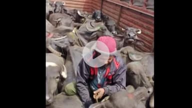 पवई: अमानगंज पुलिस ने 11 लाख रुपए की 23 भैंसें बरामद की, दो आरोपी गिरफ्तार