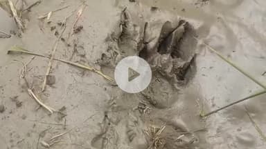 बीसलपुर: काजर बोझी गांव में स्थित एक घर में घुसकर कुत्ते को उठा ले गया तेंदुआ