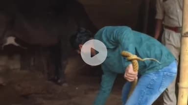 आरा: अनाइठ मोहल्ले में विशाल सांप देखकर पोगो के उड़े होश, वन विभाग ने किया रेस्क्यू