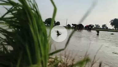 कोल: अलीगढ़ में धान की रोपाई के लिए मानसून की पहली बारिश बनी वरदान, बारिश की बूंदें किसानों और मजदूरों के लिए संजीवनी बनीं