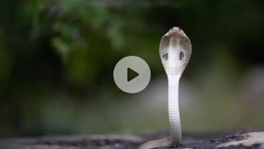 कोल: सर्पदंश की घटनाओं से जनमानस को सुरक्षित रखने के लिए जारी की गई एडवाइजरी, सांप के काटने पर क्या करें, क्या न करें