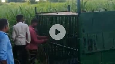 पूरनपुर: गांव चिरागा में दो माह से बाघ की दहशत, पिंजरा लगाने के बावजूद ग्रामीण संतुष्ट नहीं