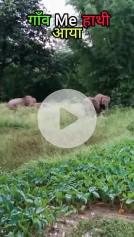 😱गाँव में हाथी आया 😱
#jh_phani_mahto
#Gola #ramgarh #jharkhand #hazaribagh❤️ # india