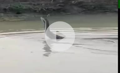 बारां: शहर सहित ग्रामीण क्षेत्रों में हो रही बारिश और जलभराव से सर्प दंश के मामले बढ़े, धान फसल रोपते समय निकला सर्प