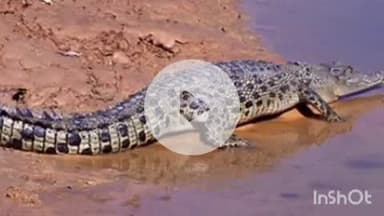 भभुआ: वन विभाग की टीम ने विभिन्न क्षेत्रों से पकड़े गए तीन मगरमच्छों को जगदहवा डैम में छोड़ा