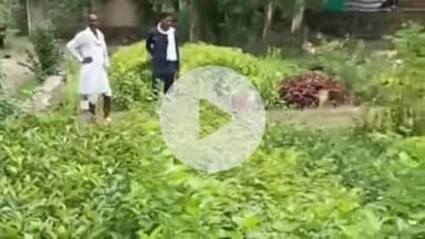 पीपलदा: इटावा में हरियालो राजस्थान अभियान के तहत 50 हजार पौधे किए गए तैयार, आमजन को 35 हजार पौधे किए जाएंगे वितरित