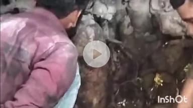 जगदलपुर: संजय बाजार के चबूतरे में प्रकट हुए स्वयंभु प्राचीन शिवलिंग, श्रद्धालु कर रहे हैं भव्य मंदिर बनाने की मांग