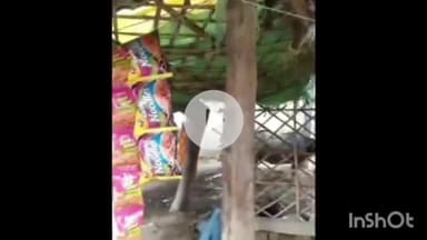 उन्नाव: उन्नाव के अचलगंज थाना क्षेत्र में अवैध रूप से बिक रहा गांजा, वीडियो हुआ सोशल मीडिया पर वायरल