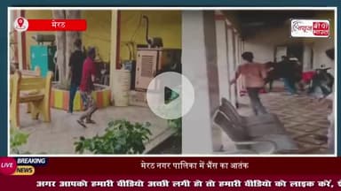मेरठ नगर पालिका में भैंस ने मचाया जमकर उत्पात, दरवाजे-खिड़कियां तोड़ीं, कर्मचारियों में अफरा-तफरी
#मेरठ #नगर #पालिका