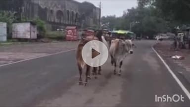 धार: मांडू में आवारा पशु दिखे तो लगेगा जुर्माना, नगर परिषद ने सड़कों से आवारा पशुओं को हटाने के लिए उठाया कदम