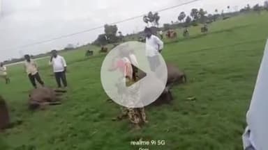 నడిగూడెం: రామాపూరంలో కరెంట్ షాక్.. 7 పాడి గేదెల మృతి