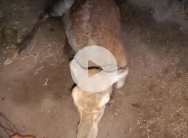 मांगरौल: शाहपुरा गांव में श्वानों के हमले से हरिण हुआ घायल, ग्रामीणों की सूचना पर वन विभाग की टीम पहुंची