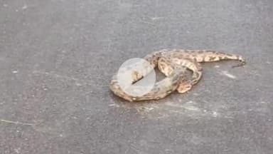 टेहरोली: तहसील टहरौली के बंगरा बंगरी में सड़क पर दिखा विशालकाय अजगर