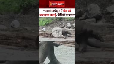 Sawai Madhopur: गोह की जबरदस्त लड़ाई, कार सवार ने बनाया वीडियो और की कमेंट्री।Monitor Lizard। Viral