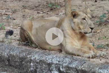 ओरमांझी: भगवान बिरसा जैविक उद्यान में हाईब्रिड शेर शशांक की मौत, पिछले एक महीने से था बीमार