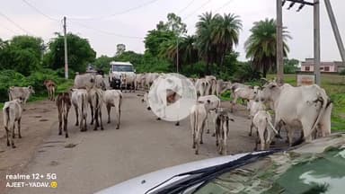 मऊरानीपुर: सिजारी बुजुर्ग में गौशाला न होने के कारण आयोजित किसान पंचायत, ग्रामीणों ने गौशाला बनवाने की उठाई आवाज