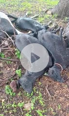 जतारा: धर्मपुरा गांव में आकाशीय बिजली गिरने से 4 बकरियों की हुई मौत, बाल-बाल बची किसान की जान