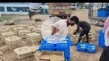 सिराथू: अम्बर ढाबा के पास चूज़े लदे पिकअप को ट्राले ने मारी टक्कर, चूज़ों की मौत, चालक और खलासी घायल