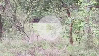 समुद्रपूर: गिरड खुर्सापार रस्त्यावर जाणाऱ्या येणाऱ्यांना झाले व्यार्घ दर्शन: नागरीकांना पाहताच वाघाच्या पिल्ल्याने काढला पळ