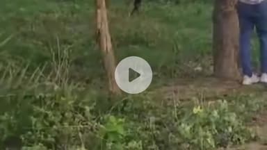 नौगावां सादात: नौगांवा तहसील क्षेत्र में लगातार दिखाई दे रहा तेंदुआ, खेत का वीडियो हुआ वायरल