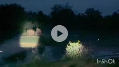 उदयपुर धरमजयगढ़: 17 हाथियों का दल पहुंचा कूड़ेकेला, ग्रामीणों और किसानों में दहशत