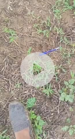 बाबई: माखन नगर के ग्राम गुडला गांव में फिर दिखा बाघ, बढ़ाई गई सुरक्षा