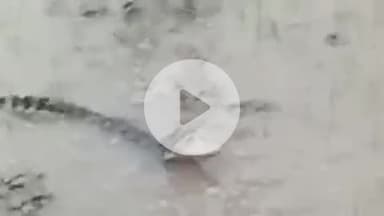 पीपलदा: बंजारी गांव में तालाब से निकले 10 से 12 मगरमच्छ के बच्चे, खेतों में किसान दहशत में