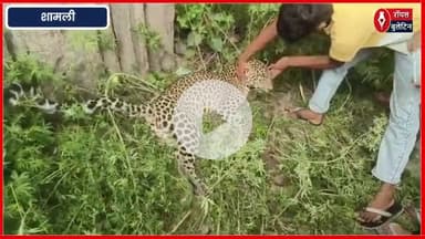 शामली में हाई टेंशन लाइन की चपेट में आकर मादा तेंदुए की मौत
#Shamli #shamlinews #madatendua #vanvibhag