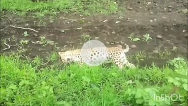 धार: धामनोद वन क्षेत्र के तितीपुरा रेंज में मिला तेंदुए का शव, जांच में जुटी वन विभाग की टीम