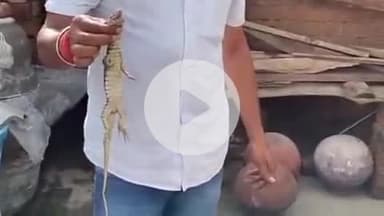 झांसी: बड़ागांव गेट के बाहर मकान की छत पर निकला विषखापड़े का बच्चा, वन विभाग की टीम ने पकड़ा