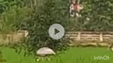 संभल: थाना हजरत नगर के धीमारखेड़ी गांव में सारस के झुंड दिखाई दिए, लोग इकट्ठा होते ही उड़ गए सारस