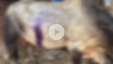 बड़ौत: दोघट कस्बे में भाला लगाने से घायल सांड का गौ सेवकों ने किया उपचार, बेजुबान जानवरों को न मारने की की अपील