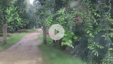 अमरोहा: अमरोहा में तेंदुए की दहशत बरकरार, कांठ बाईपास पर आम के बाग में दिखाई दिया तेंदुआ, वन विभाग अनजान