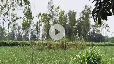 अमरोहा: रजबपुर के पीठखेड़ा गांव में किसान को तेंदुआ दिखाई दिया, मचा हड़कंप