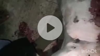 बारां: नशे में धुत वाहन चालक ने हाउसिंग बोर्ड कॉलोनी के पास गोवंश को मारी टक्कर, कोतवाली में मामला दर्ज