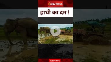 हाथी की ताकत! खेत में फंसे ट्रैक्टर को निकाल लाया बाहर | Khabar Bebak
