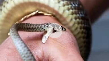 कोल: सर्पदंश व जल में डूबने से बचाव के लिए प्रशासन की अपील, इनसे होने वाली मृत्यु पर मिलती है ₹4 लाख की सहायता