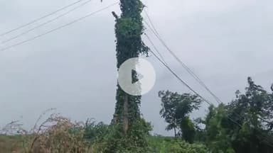 సంతనూతలపాడు: సంతనూతలపాడులో ప్రమాదకరంగా మారిన విద్యుత్ స్తంభం, విద్యుత్ తీగలపై  ఏర్లు పాకిన పిచ్చి మొక్కలను తొలగించాలన్న స్థానికులు