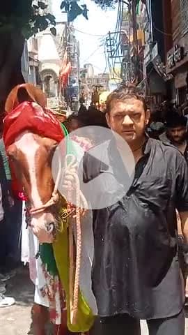 हैदर अली एक्टर मोहर्रम के जुलुस मे ईमाम हुसैन अस के जुलजुना को ले जाते हुए