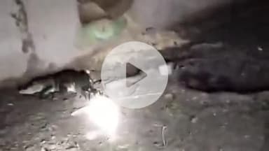 पीपलदा: बंजारी गांव में गाय-भैंसों के बाड़े में घुसा भारी भरकम मगरमच्छ, ग्रामीणों ने रेस्क्यू करने की मांग की