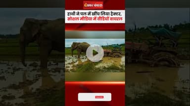 हाथी ने पल में खींच लिया ट्रैक्टर, वीडियों वायरल। Viral Video। Khabar bebak
