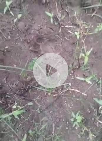 बाबई: माखन नगर के मुहासा गांव के नाले में फिर दिखा बाघ, ग्रामीणों में दहशत